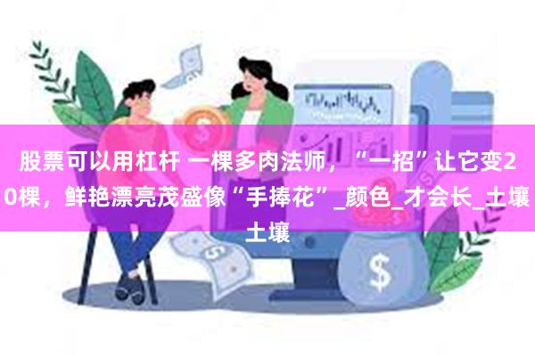 股票可以用杠杆 一棵多肉法师，“一招”让它变20棵，鲜艳漂亮茂盛像“手捧花”_颜色_才会长_土壤